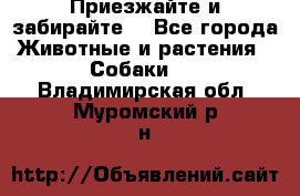 Приезжайте и забирайте. - Все города Животные и растения » Собаки   . Владимирская обл.,Муромский р-н